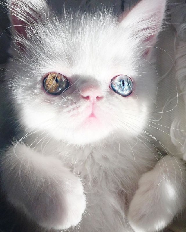 cat-eyes-heterochromia-iridis-pam-pam-3-58f869b754dfe__700.jpg