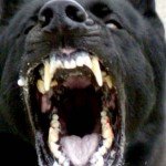 dog attack