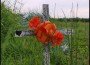 Corey Matthews memorial